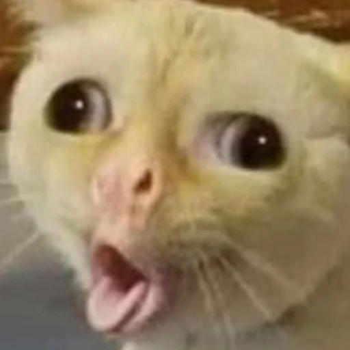 млекопитающее животное кошка