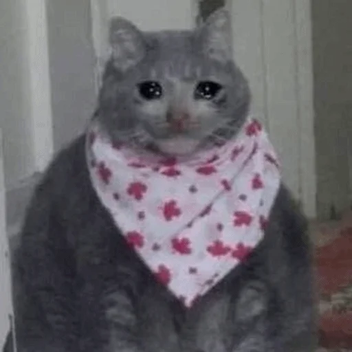 кошка шарф животное