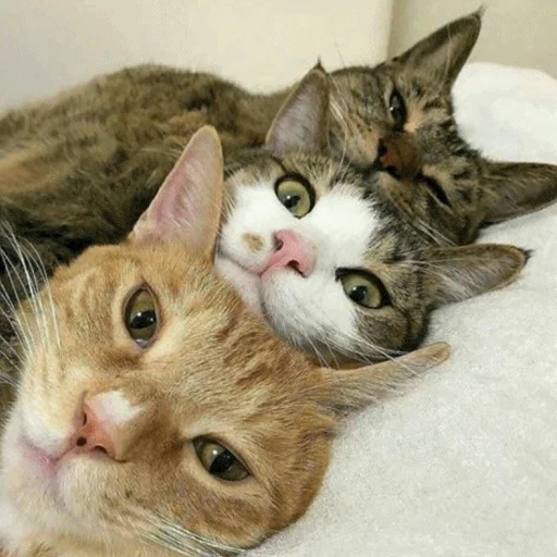 животное млекопитающее кошка