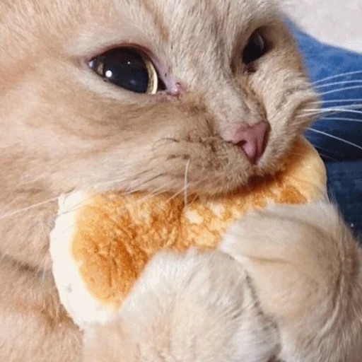 кошки малого и среднего размера животное млекопитающее