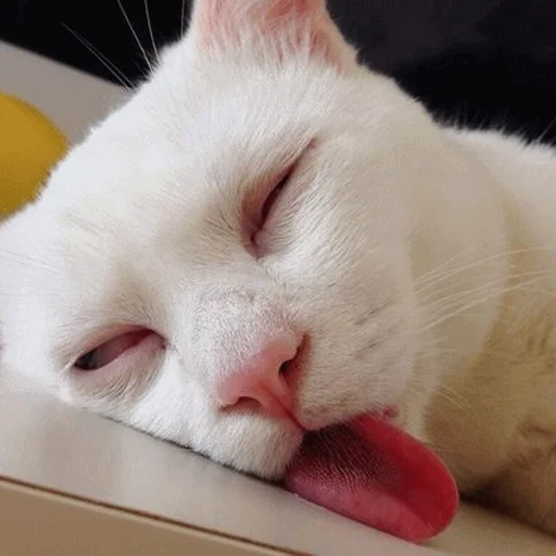 mammal animal small to medium-sized cats