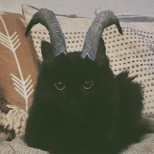 mammal small to medium-sized cats animal