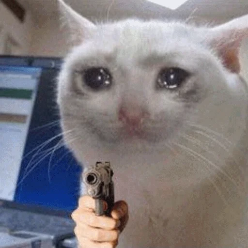 mammal animal small to medium-sized cats