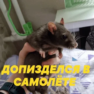 Sticker КАША ПАБГНАЯ - 8