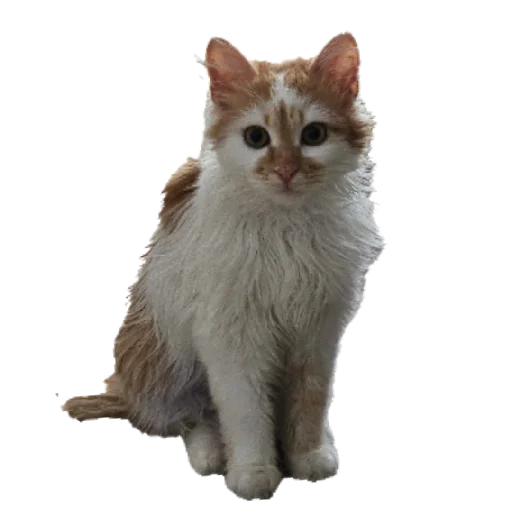 Стикер gav7904 - 1