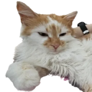 Стикер gav - 1