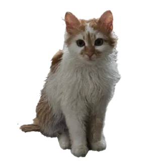 Стикер gav - 6