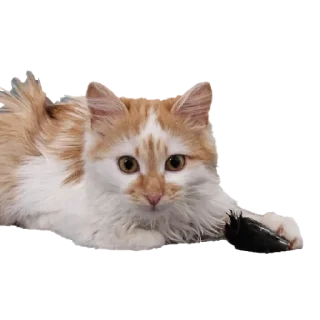 Стикер gav - 10