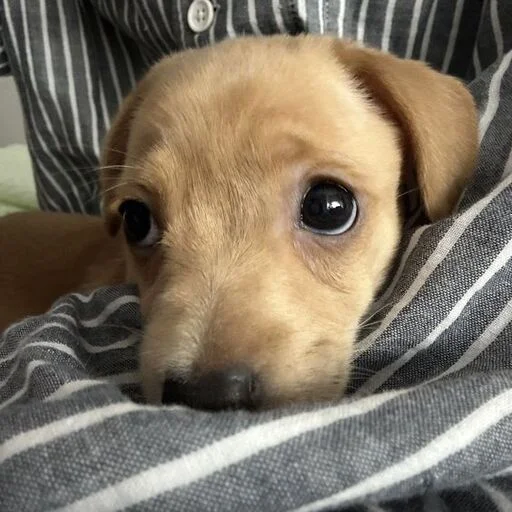 Стикер gavkpashe - 1