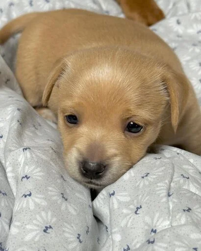 Стикер gavkpashe - 1