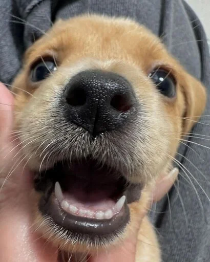 Стикер gavkpashe - 1