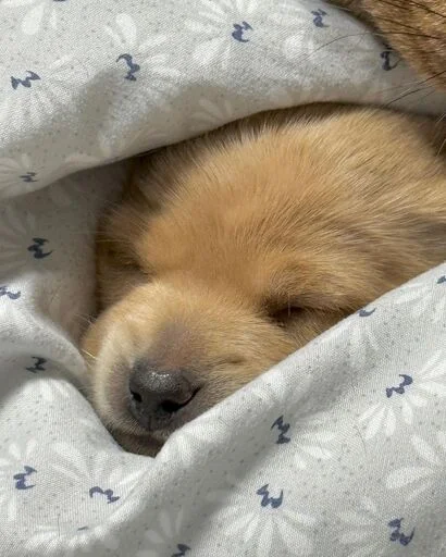 Sticker gavkpashe - 1