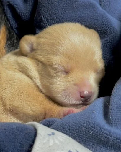 Стикер gavkpashe - 1