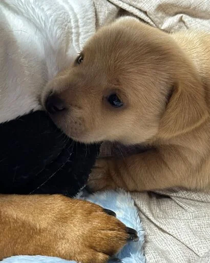 Sticker gavkpashe - 1