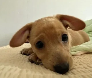 Стикер mili @huysor1 - 6