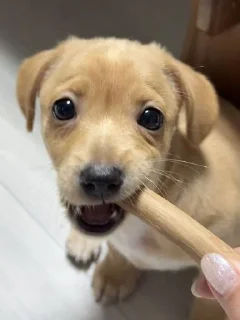 Стикер mili @huysor1 - 10