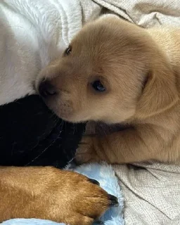 Стикер mili @huysor1 - 2