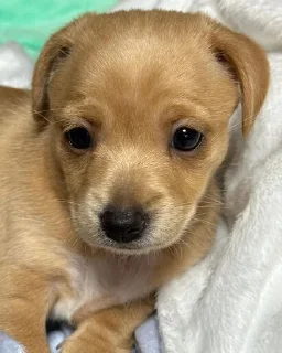 Стикер mili @huysor1 - 8