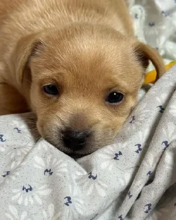 Стикер mili @huysor1 - 5