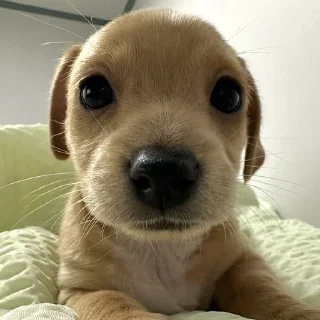 Стикер mili @huysor1 - 4