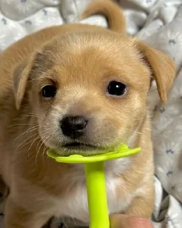 Стикер mili @huysor1 - 11