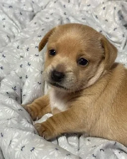 Стикер mili @huysor1 - 0