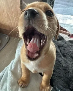 Стикер mili @huysor1 - 3