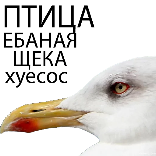 animal bird aquatic bird