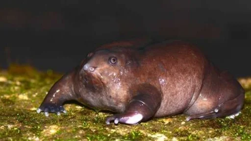 animal mammal hippopotamus