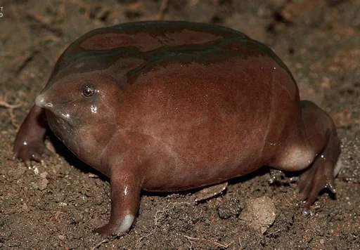 animal mammal ground