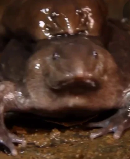 animal amphibian salamander