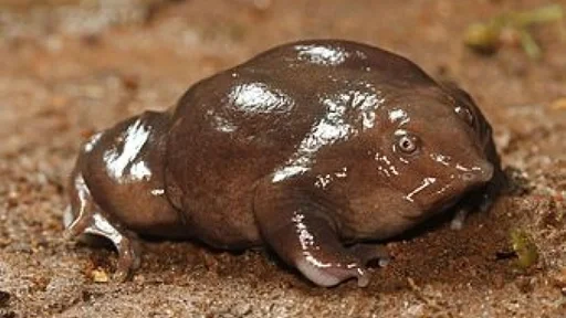 animal amphibian ground