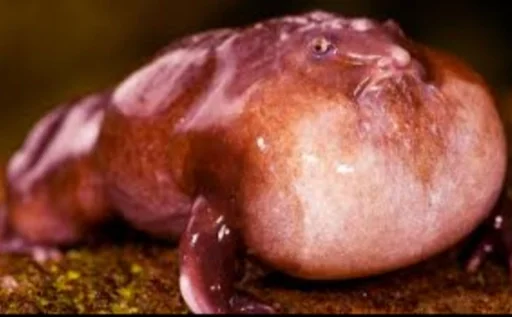 animal amphibian frog