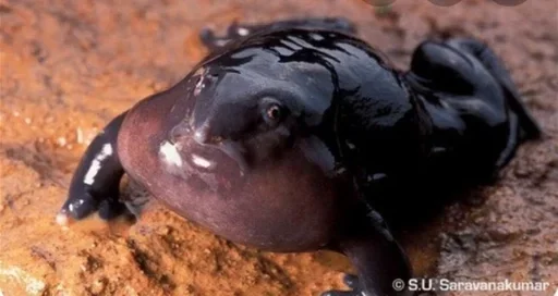 animal ground salamander