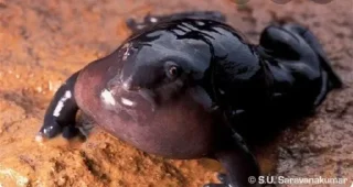 легушька pack by @QuotLyBot - animal