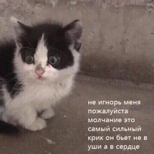 СМС млекопитающее животное