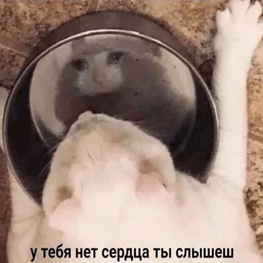 Sticker gdBfhvVIzrHCPWAe_by_stickers_stealer_bot - 1