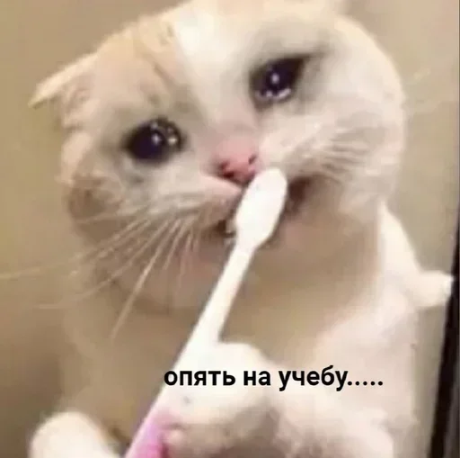 Sticker gdBfhvVIzrHCPWAe_by_stickers_stealer_bot - 1