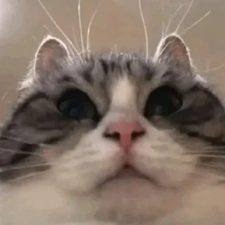 Стикер Penis stickers pack by @bakaquote_bot - 5