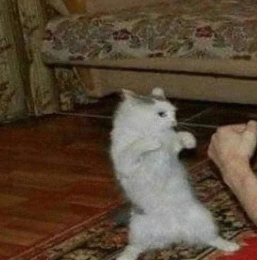 Sticker gedEcFw_by_achestickbot - 1