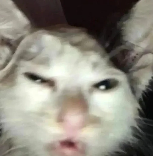 Sticker gedEcFw_by_achestickbot - 1