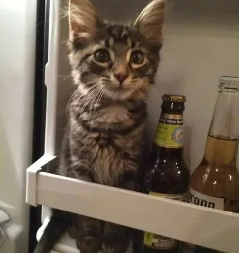 Sticker gedEcFw_by_achestickbot - 1