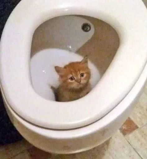 Sticker gedEcFw_by_achestickbot - 1