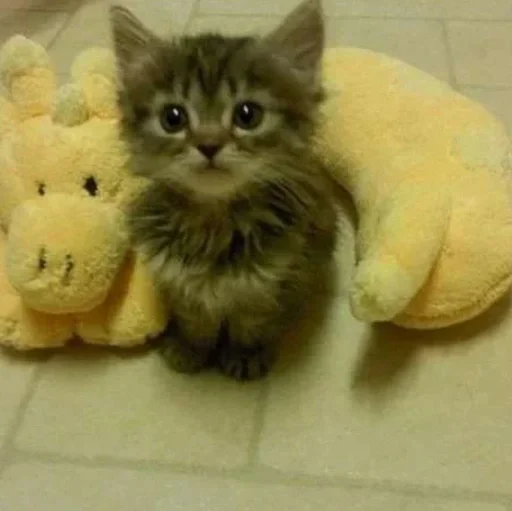 Sticker gedEcFw_by_achestickbot - 1