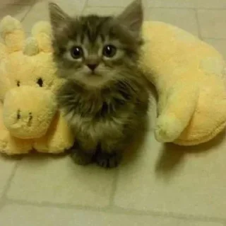 Sticker Больше стиков тут: @stikery4 - 5