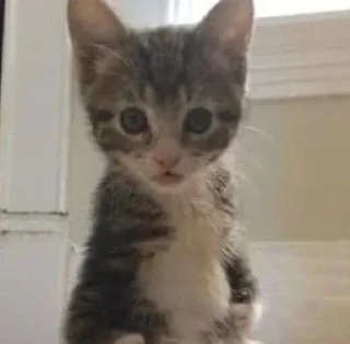 Sticker Больше стиков тут: @stikery4 - 0