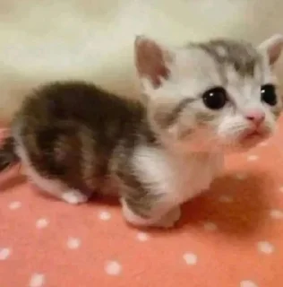 Sticker Больше стиков тут: @stikery4 - 11