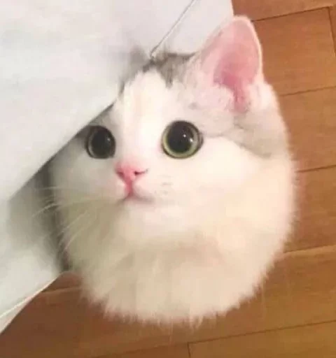 млекопитающее кошка животное