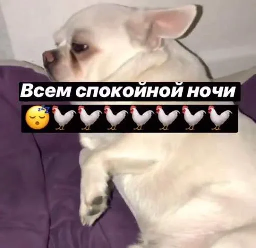 домашнее животное млекопитающее животное