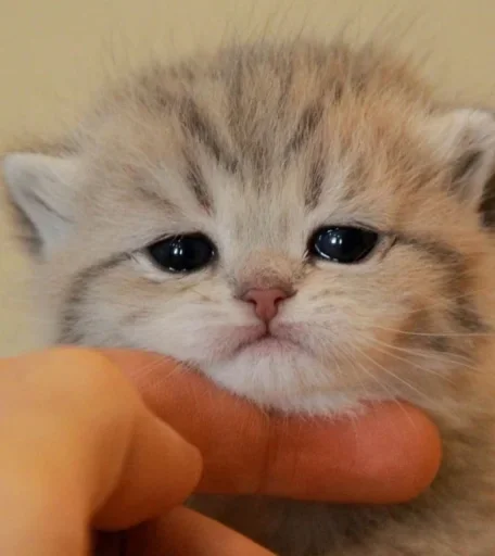 млекопитающее животное кошка